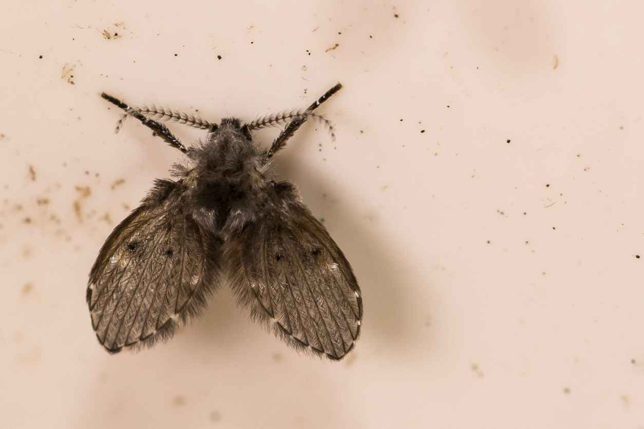 A close up of a Moth Fly in a drain pipe.