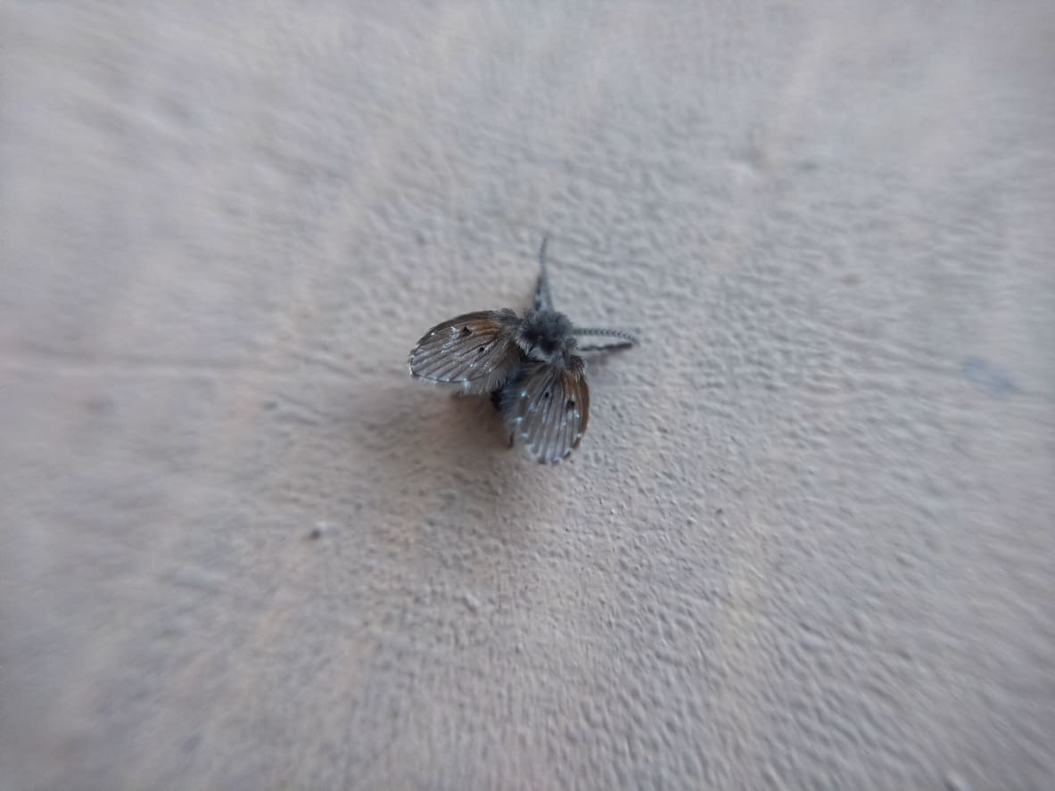 Close Up of Drain Fly